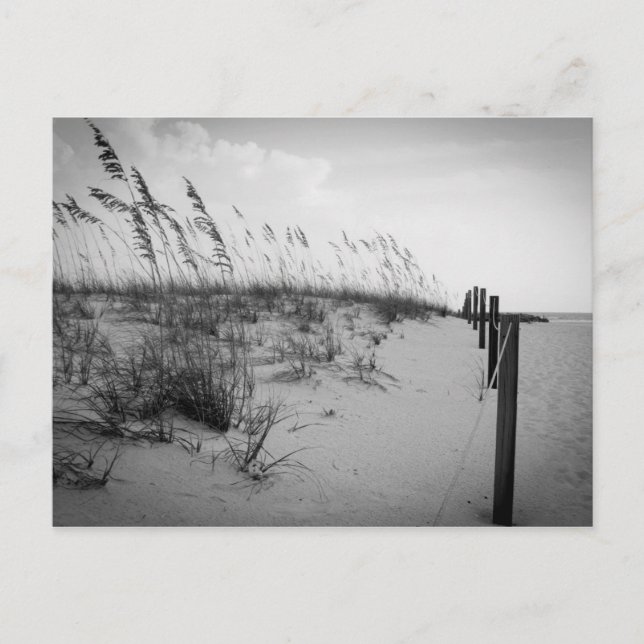 Florida Sand Dunes Postcard (Front)