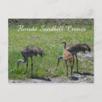 Florida Sandhill Cranes Family Nature Photograph