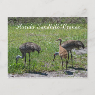 Florida Sandhill Cranes Family Nature Photograph Postcard