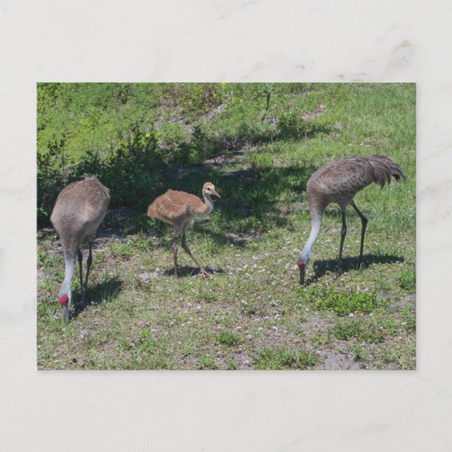 Florida Sandhill Cranes Family Photograph Postcard (Front)