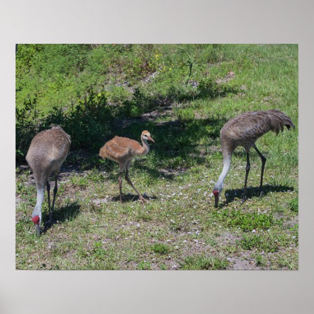 Florida Sandhill Cranes Family Photograph Poster (Front)
