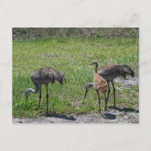 Florida Sandhill Cranes Nature Photograph Postcard
