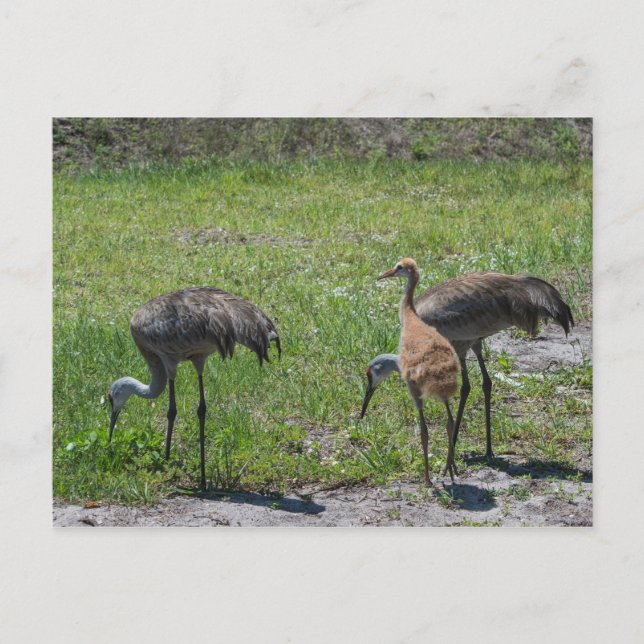 Florida Sandhill Cranes Nature Photograph Postcard (Front)
