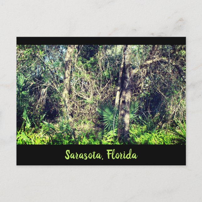 Florida Sarasota foilage tropical trees photograph Postcard (Front)
