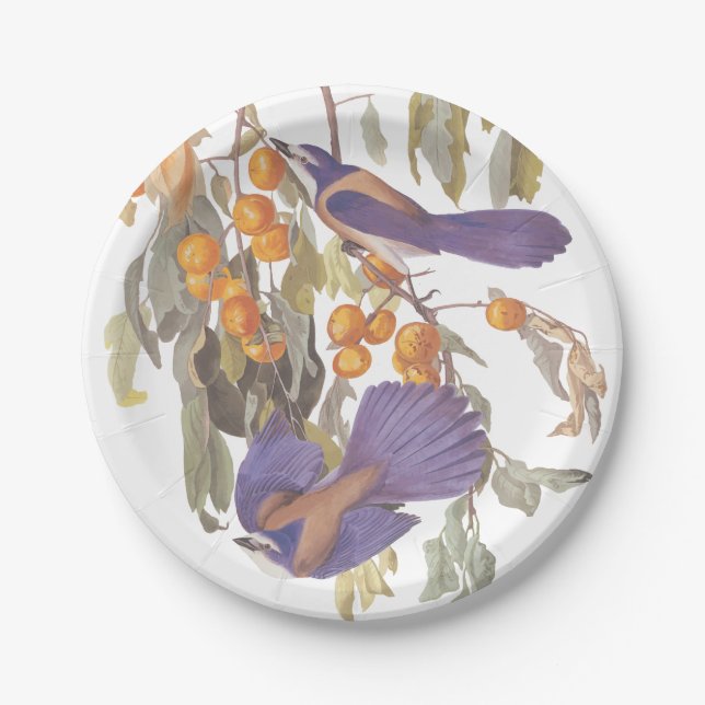 Florida Scrub Jay Audubon Bird on Orange Tree Paper Plate (Front)