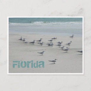 Florida Sea Birds Postcard