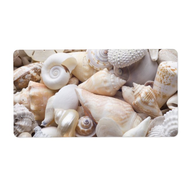 Florida Sea Shell Background - Beach Shells Custom (Front)