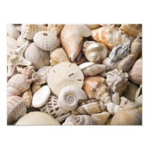 Florida Sea Shell Background - Beach Shells Custom Photo Print