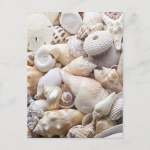 Florida Sea Shell Background - Beach Shells Custom Postcard