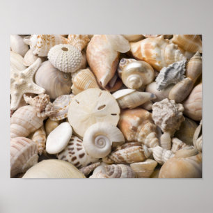 Florida Sea Shell Background - Beach Shells Custom Poster
