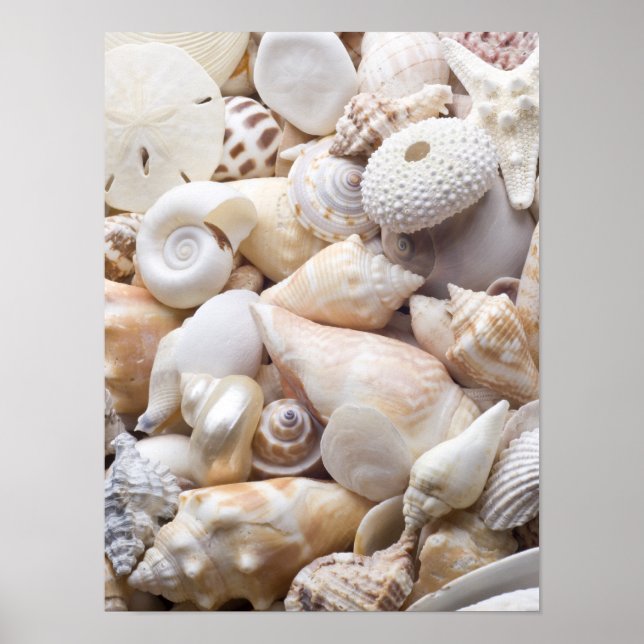 Florida Sea Shell Background - Beach Shells Custom Poster (Front)