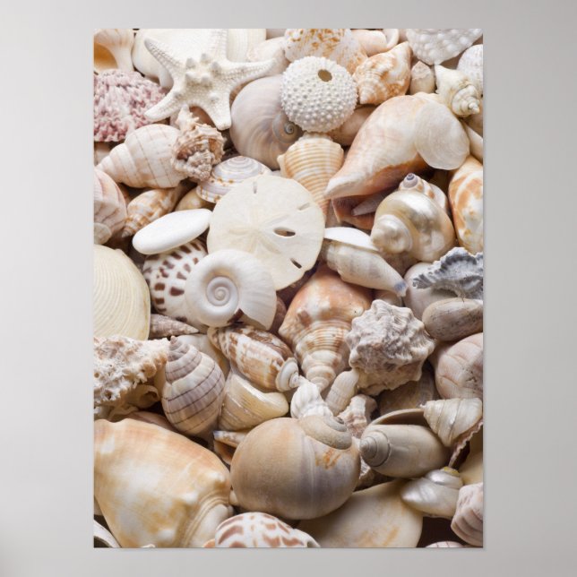Florida Sea Shell Background - Beach Shells Custom Poster (Front)