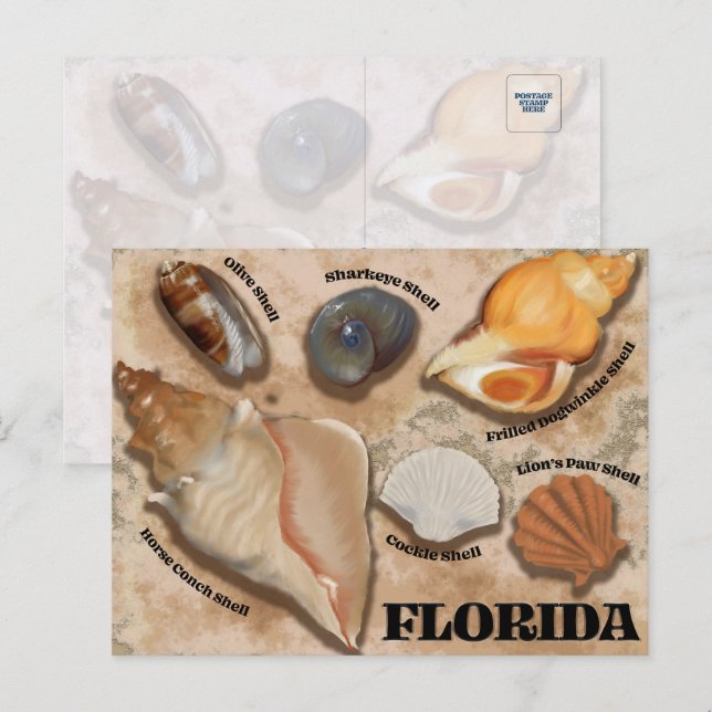 Florida Seashell Postcard (Front/Back)