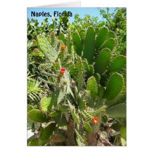 Florida Semaphore Cactus Naples Botanical Garden