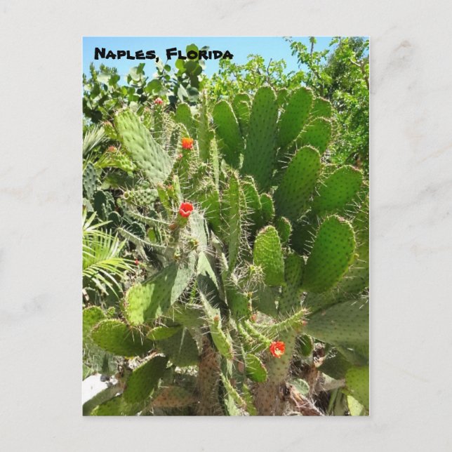 Florida Semaphore Cactus Naples Botanical Garden Postcard (Front)