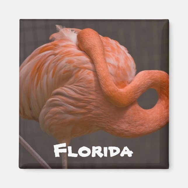 Florida Shy Flamingo Magnet (Front)