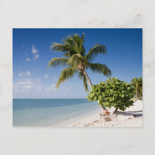 Florida - Sombrero beach postcard