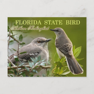 Florida State Bird - Mockingbird Postcard