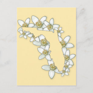 Florida State Flower Postcard