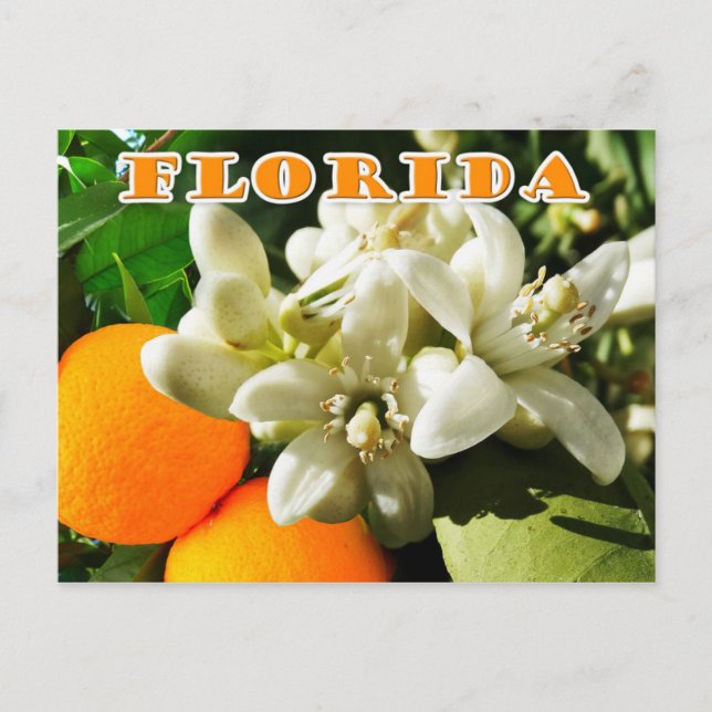 Florida State Flower: The Orange Blossom Postcard (Front)