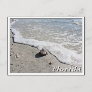 Florida summer vacation seashell on the beach postcard