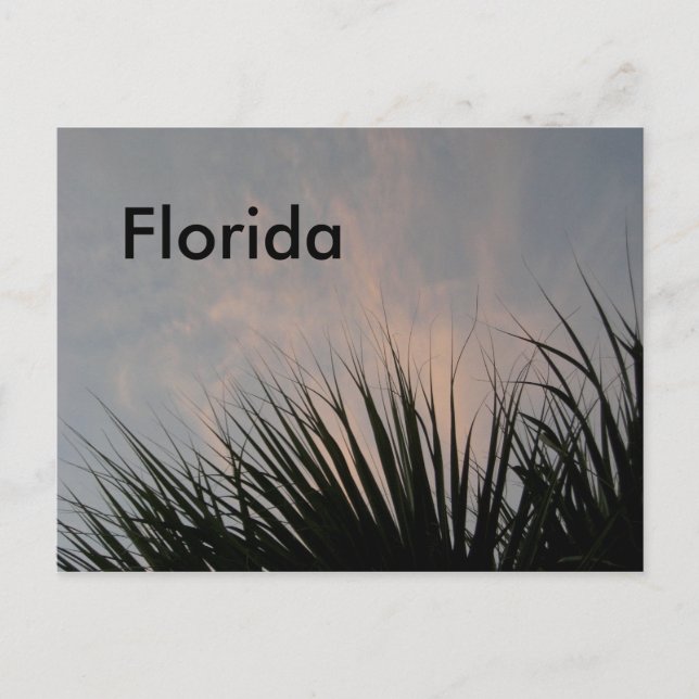 Florida Sunset - Postcard (Front)
