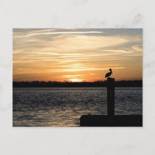 Florida Sunset with Pelican Postcard