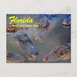Florida Swimming Hole Postcard