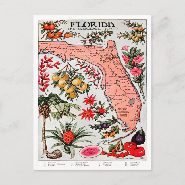 Florida the Everglade State Map Postcard (Front)