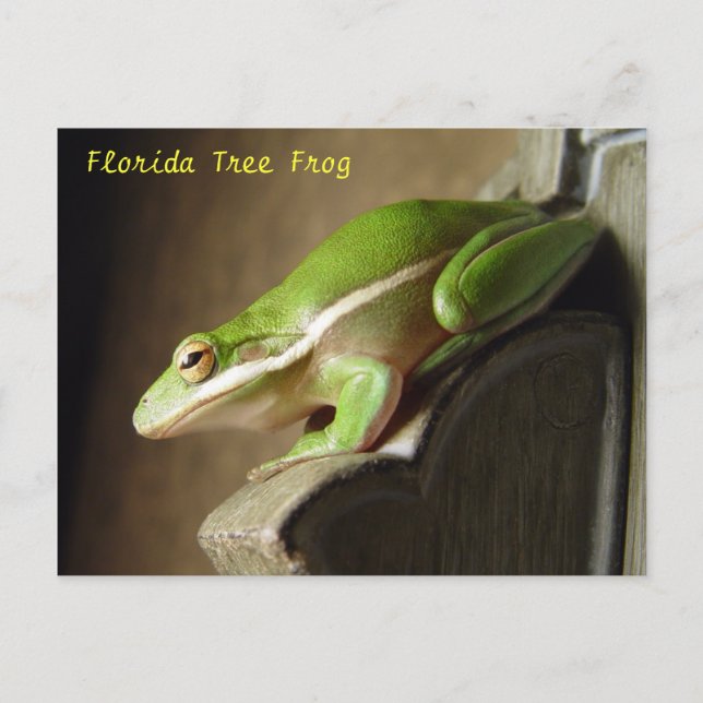 Florida Tree Frog Postcard (Front)