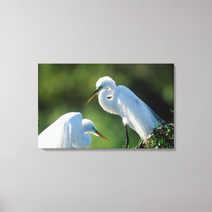 Florida, Venice, Audubon Sanctuary, Common Egret Canvas Print