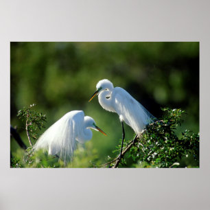 Florida, Venice, Audubon Sanctuary, Common Egret Poster