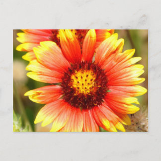 Florida Wildflower Postcard