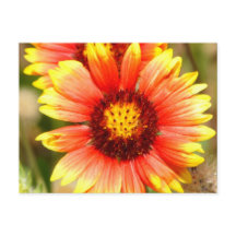 Florida Wildflower Postcard