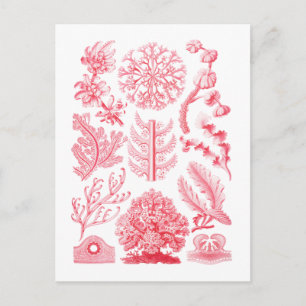 Florideae Postcard
