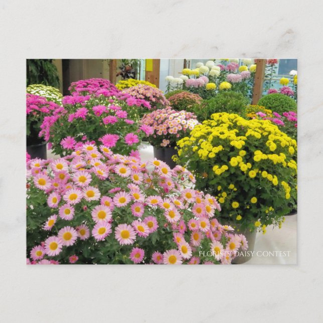 Florists’ daisy Contest:Postcard Postcard (Front)