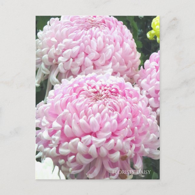 Florists' daisy: Postcard (Front)