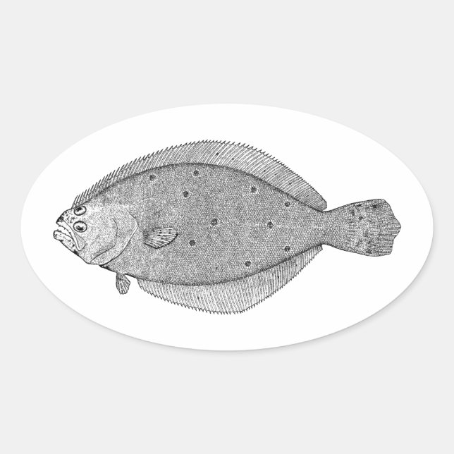 Flounder - Fluke Vintage Illustration Oval Sticker (Front)