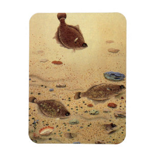 Flounders or Flat Fish, Vintage Marine Ocean Life Magnet