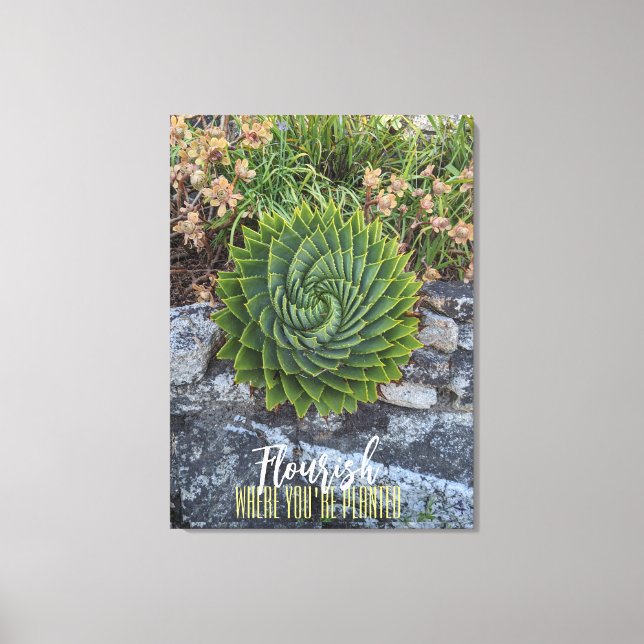 Flourish where you're planted spiral aloe granite canvas print (Front)