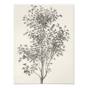 Flourishing Beauty: Black and White Tree Sketch Photo Print