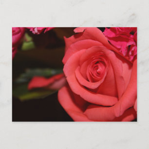 Flourishing Coral Rose Postcard