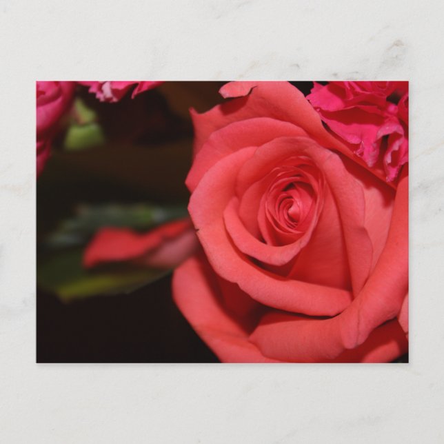 Flourishing Coral Rose Postcard (Front)