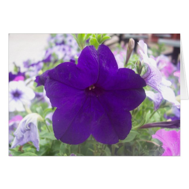 Flower (Front Horizontal)