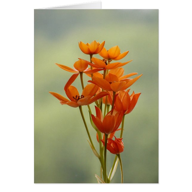 flower (Front)