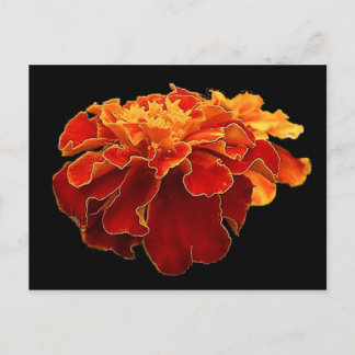 flower2 postcard