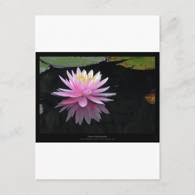 Flower 017 Pink Water Lily Postcard (Front)
