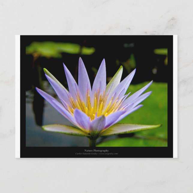Flower 026 Blue Water Lily Postcard (Front)