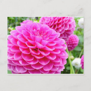 Flower 51A Dahlia Pink Magenta Postcard