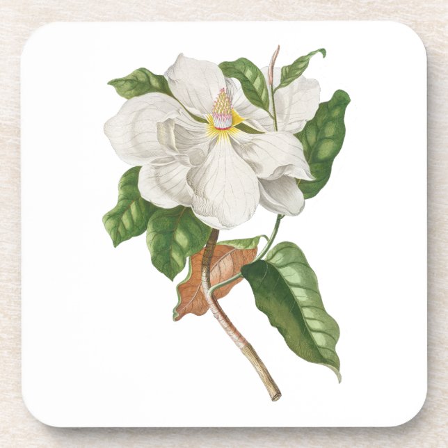 Flower: A004 Magnolia -  Coaster (Front)